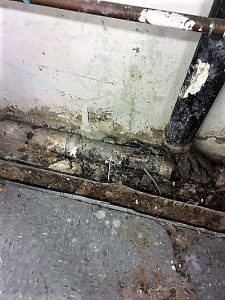 Mold Damage On floor